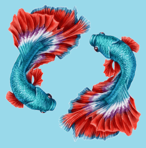 Pisces (Zodiac horoscope sign) - Colorful Betta Siamese Fighting Fish
